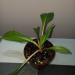 Sadnice - sobne biljke: HLOROFITUM-Chlorophytum orchidastrum Green Orange, slika1